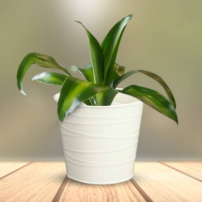 Dracaena Fragrans Massengeana Indoor Plant in a 13cm Nursery Pot with White Metal Pot