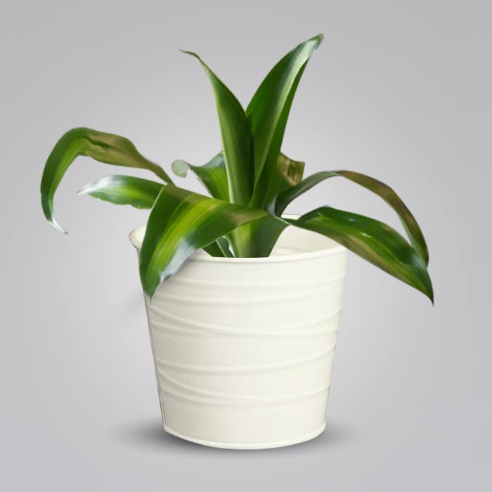 Dracaena Fragrans Massengeana Indoor Plant in a 13cm Nursery Pot with White Metal Pot