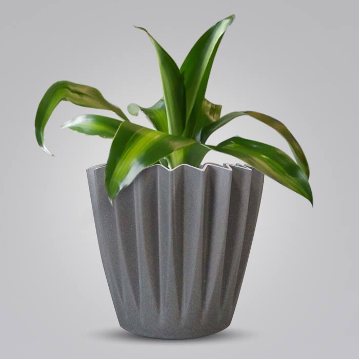 Dracaena Fragrans Massengeana Indoor Houseplant in a 13cm Nursery Pot with Grey Pot