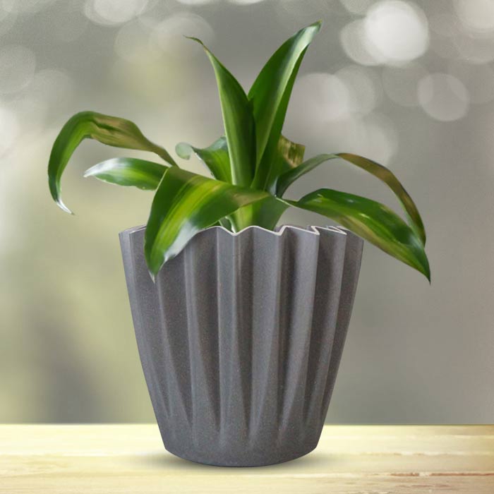 Dracaena Fragrans Massengeana Indoor Houseplant in a 13cm Nursery Pot with Grey Pot