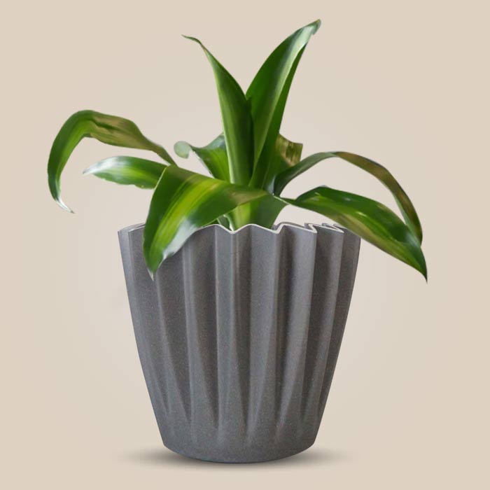 Dracaena Fragrans Massengeana Indoor Houseplant in a 13cm Nursery Pot with Grey Pot