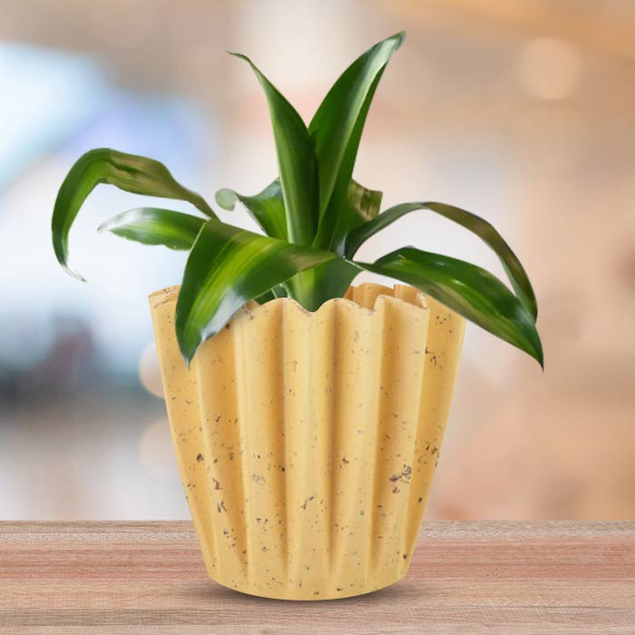 Dracaena Fragrans Massengeana Indoor House Plant in a 13cm Nursery Pot with Yellow Plant Pot