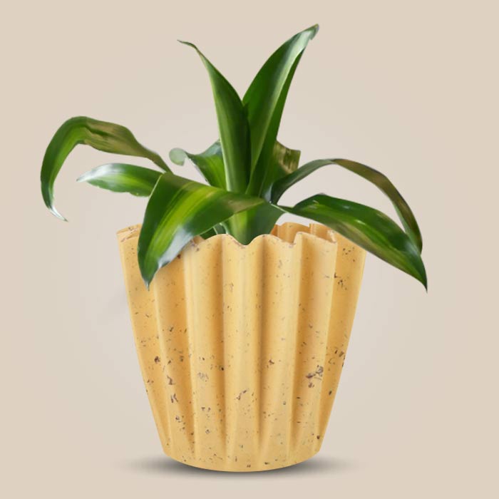 Dracaena Fragrans Massengeana Indoor House Plant in a 13cm Nursery Pot with Yellow Plant Pot