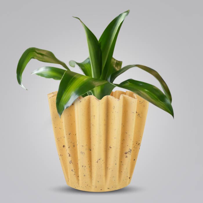 Dracaena Fragrans Massengeana Indoor House Plant in a 13cm Nursery Pot with Yellow Plant Pot