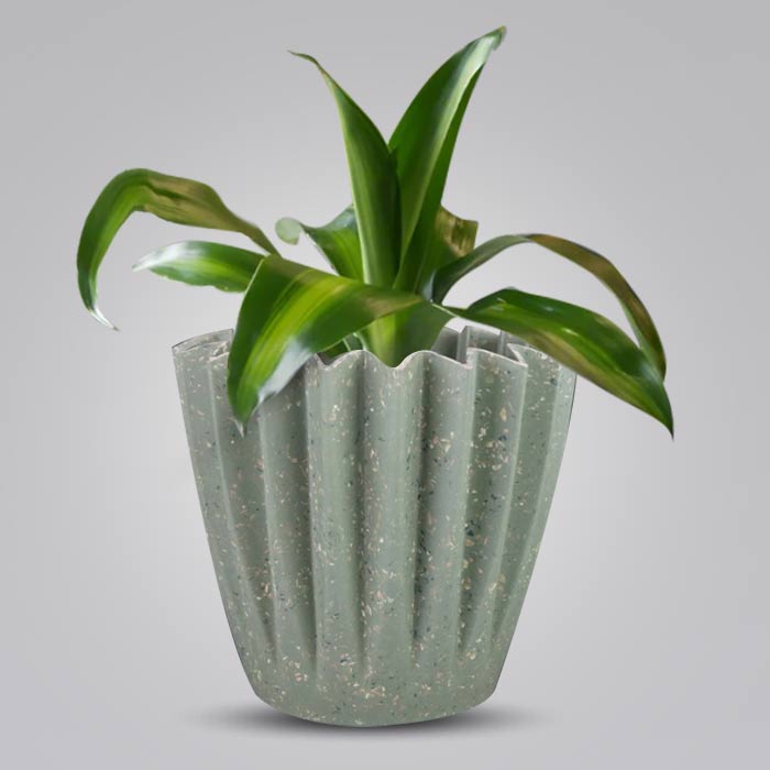 Dracaena Fragrans Massengeana Houseplant in a 13cm Nursery Pot with Sage Green Pot