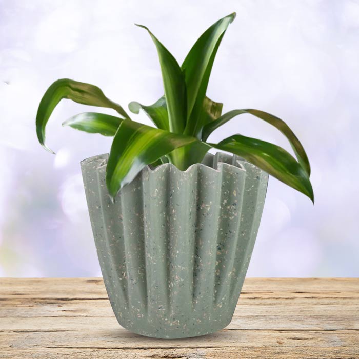 Dracaena Fragrans Massengeana Houseplant in a 13cm Nursery Pot with Sage Green Pot