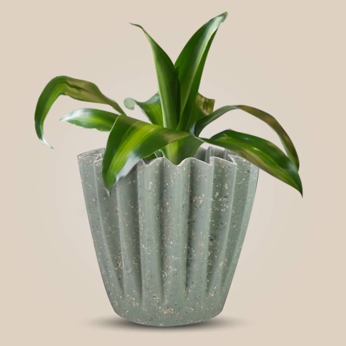 Dracaena Fragrans Massengeana Houseplant in a 13cm Nursery Pot with Sage Green Pot