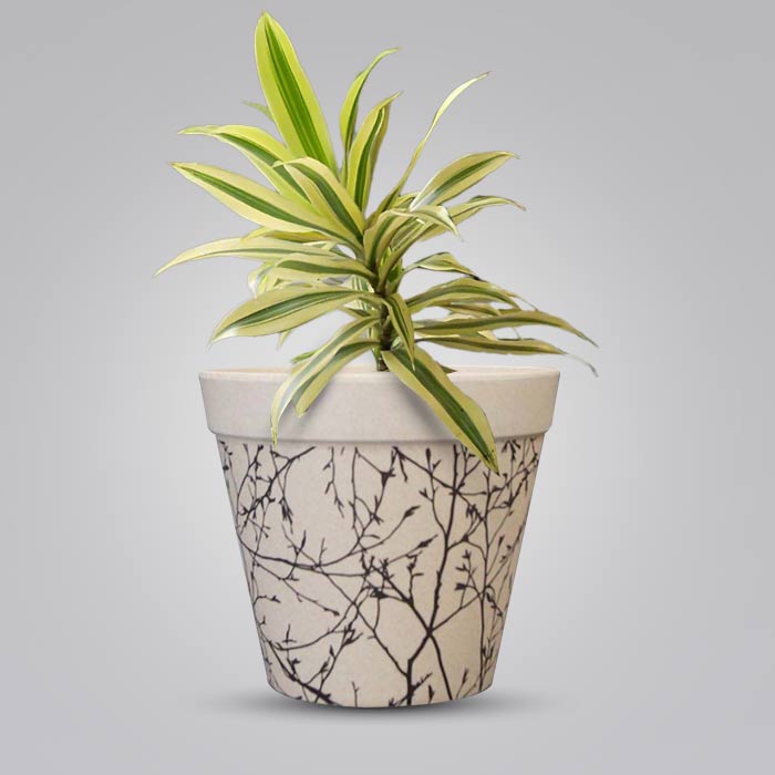 Dracaena Reflexa Song of India Houseplant in a 13cm Nursery Pot with Bamboo Plant Pot