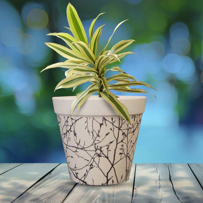 Dracaena Reflexa Song of India Houseplant in a 13cm Nursery Pot with Bamboo Plant Pot