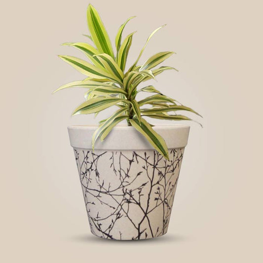 Dracaena Reflexa Song of India Houseplant in a 13cm Nursery Pot with Bamboo Plant Pot