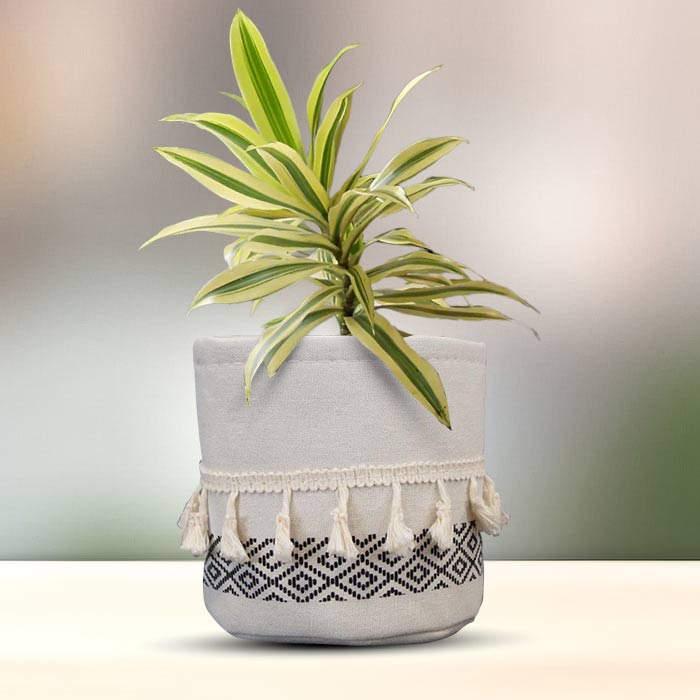 Dracaena Reflexa Song of India House Plant in a 13cm Nursery Pot with Cotton Pot