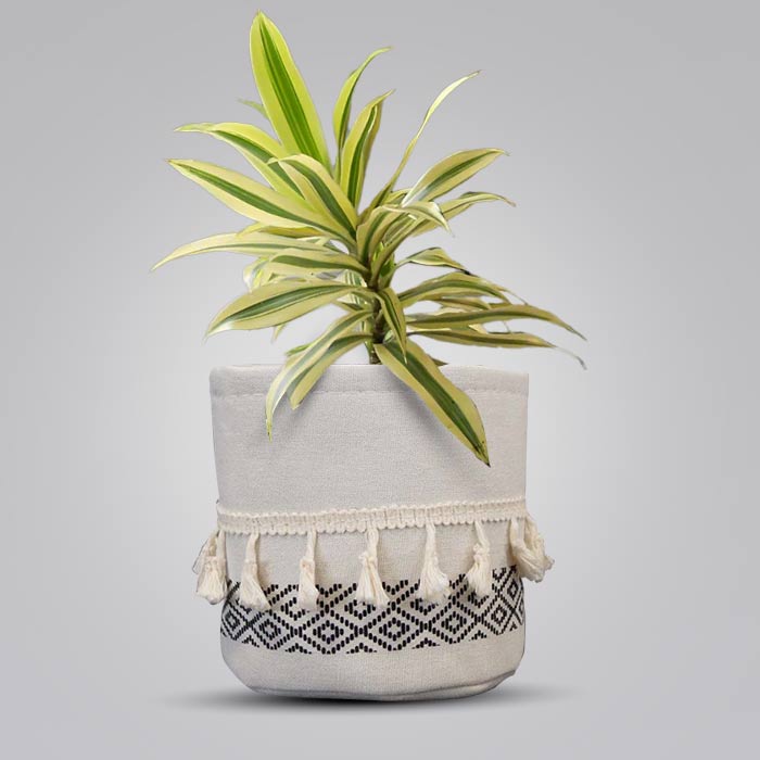 Dracaena Reflexa Song of India House Plant in a 13cm Nursery Pot with Cotton Pot