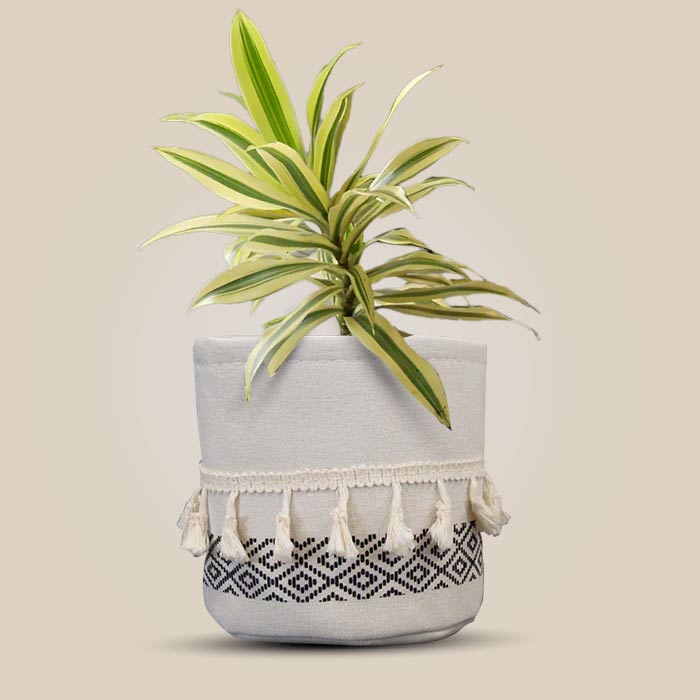 Dracaena Reflexa Song of India House Plant in a 13cm Nursery Pot with Cotton Pot