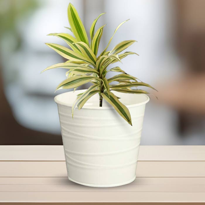 Dracaena Reflexa Song of India Indoor Plant in a 13cm Nursery Pot with White Metal Pot