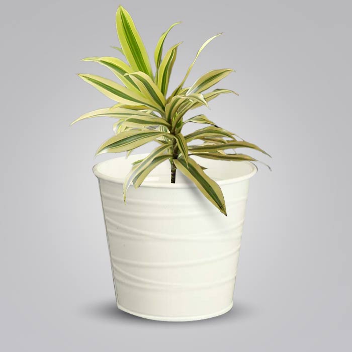 Dracaena Reflexa Song of India Indoor Plant in a 13cm Nursery Pot with White Metal Pot