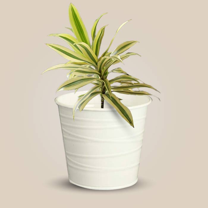 Dracaena Reflexa Song of India Indoor Plant in a 13cm Nursery Pot with White Metal Pot