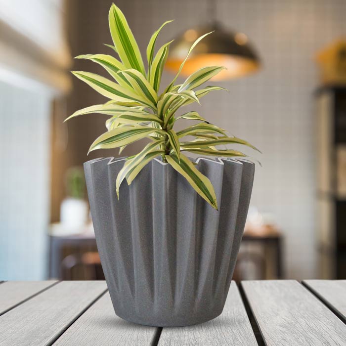 Dracaena Reflexa Song of India Indoor Houseplant in a 13cm Nursery Pot with Grey Pot