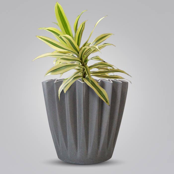 Dracaena Reflexa Song of India Indoor Houseplant in a 13cm Nursery Pot with Grey Pot