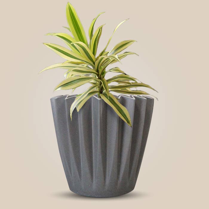 Dracaena Reflexa Song of India Indoor Houseplant in a 13cm Nursery Pot with Grey Pot