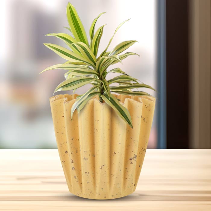 Dracaena Reflexa Song of India Indoor House Plant in a 13cm Nursery Pot with Yellow Plant Pot