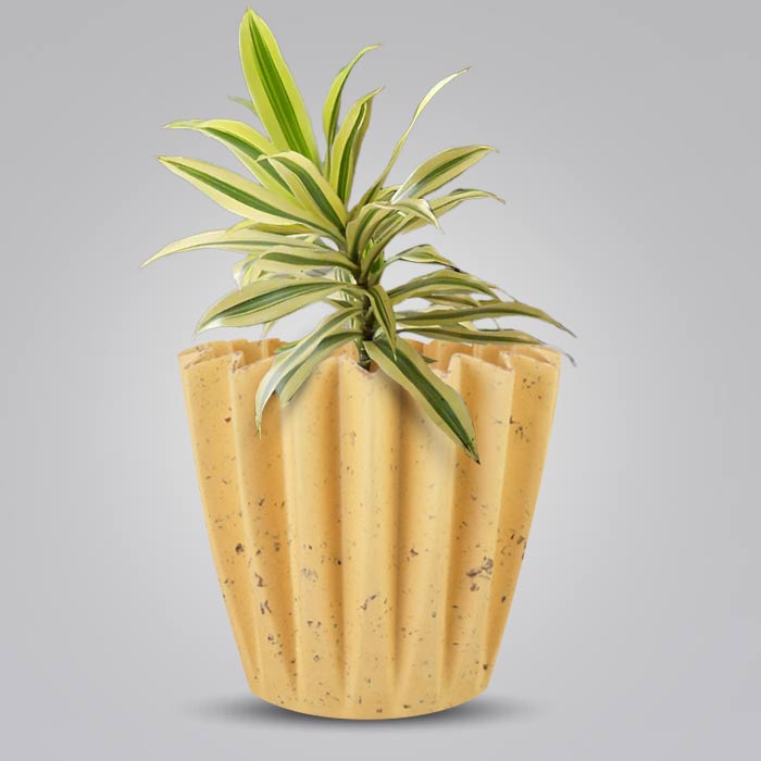 Dracaena Reflexa Song of India Indoor House Plant in a 13cm Nursery Pot with Yellow Plant Pot