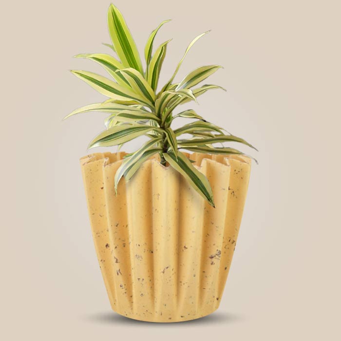 Dracaena Reflexa Song of India Indoor House Plant in a 13cm Nursery Pot with Yellow Plant Pot