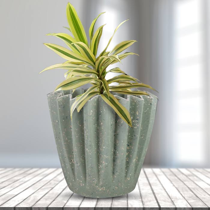 Dracaena Reflexa Song of India Houseplant in a 13cm Nursery Pot with Sage Green Pot