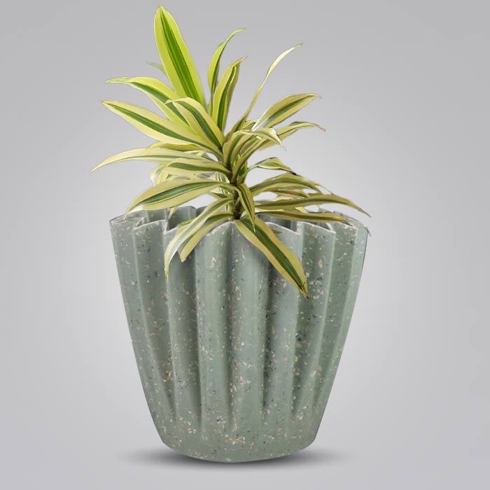 Dracaena Reflexa Song of India Houseplant in a 13cm Nursery Pot with Sage Green Pot