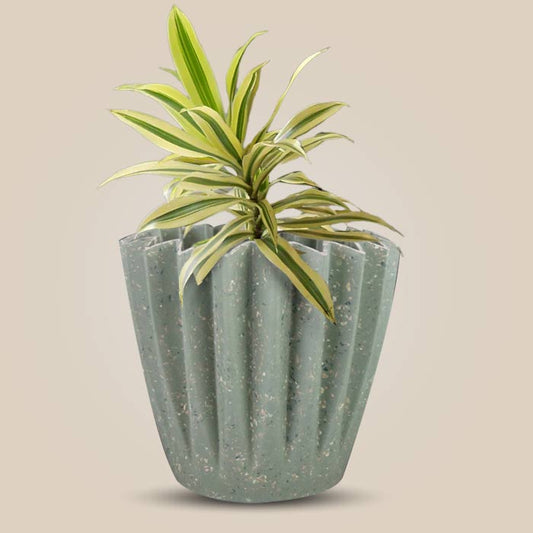 Dracaena Reflexa Song of India Houseplant in a 13cm Nursery Pot with Sage Green Pot