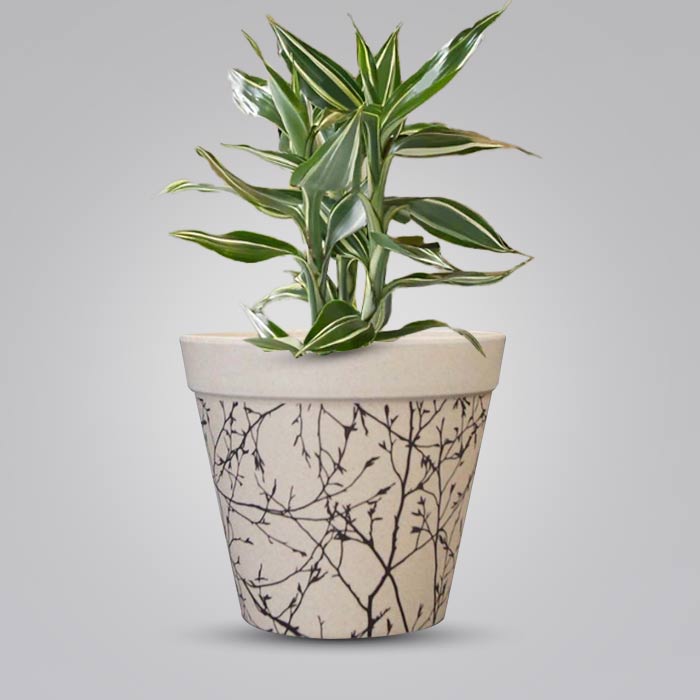 Dracaena Sanderiana Victory Houseplant in a 13cm Nursery Pot with Bamboo Plant Pot