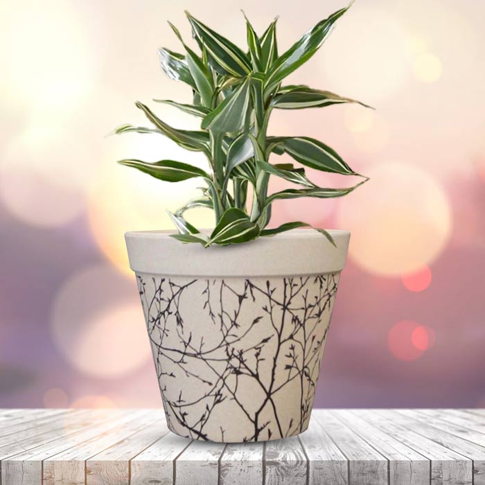 Dracaena Sanderiana Victory Houseplant in a 13cm Nursery Pot with Bamboo Plant Pot