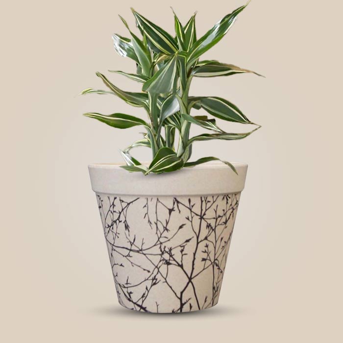 Dracaena Sanderiana Victory Houseplant in a 13cm Nursery Pot with Bamboo Plant Pot