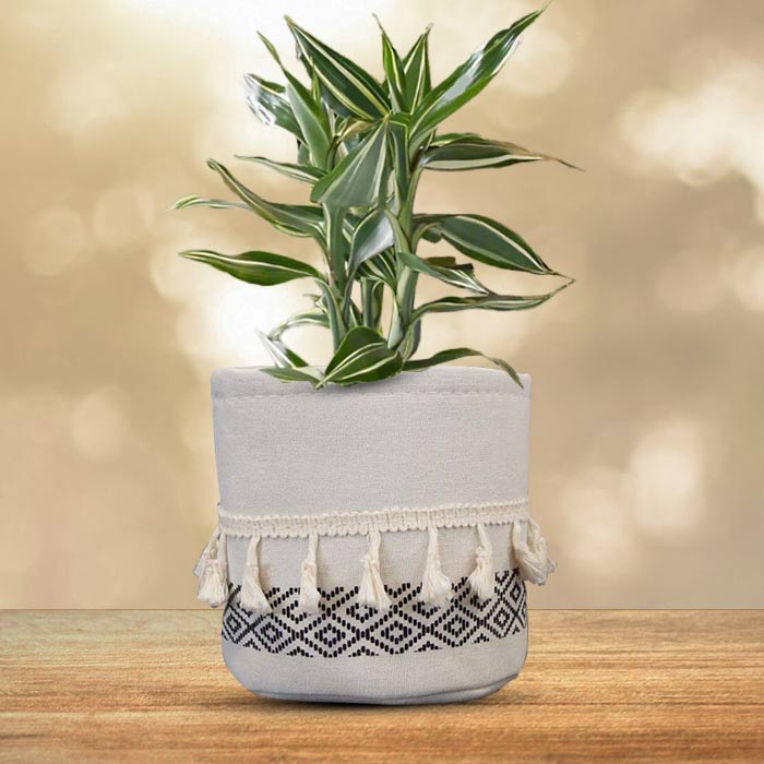 Dracaena Sanderiana Victory House Plant in a 13cm Nursery Pot with Cotton Pot