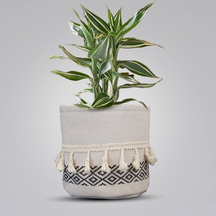 Dracaena Sanderiana Victory House Plant in a 13cm Nursery Pot with Cotton Pot