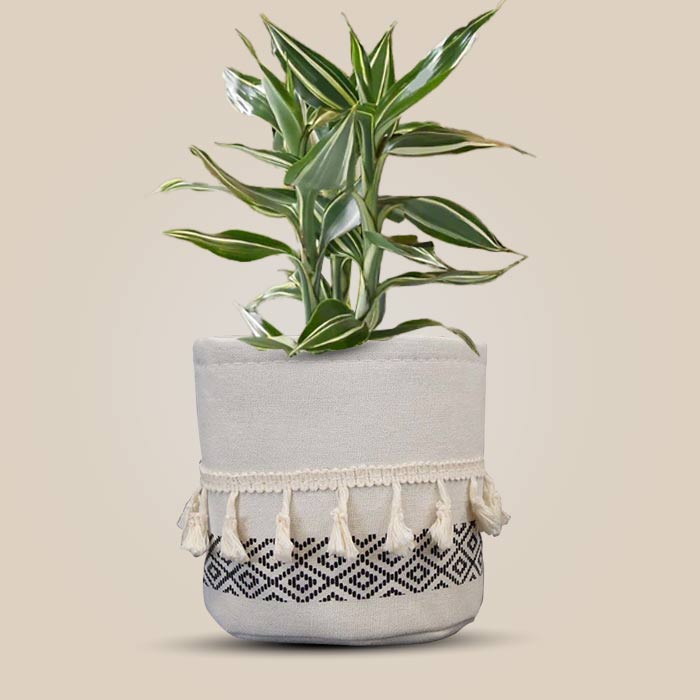 Dracaena Sanderiana Victory House Plant in a 13cm Nursery Pot with Cotton Pot