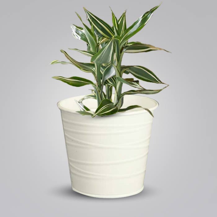 Dracaena Sanderiana Victory Indoor Plant in a 13cm Nursery Pot with White Metal Pot