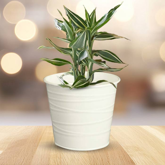 Dracaena Sanderiana Victory Indoor Plant in a 13cm Nursery Pot with White Metal Pot