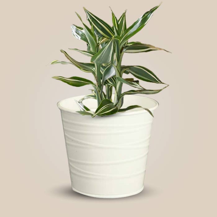 Dracaena Sanderiana Victory Indoor Plant in a 13cm Nursery Pot with White Metal Pot