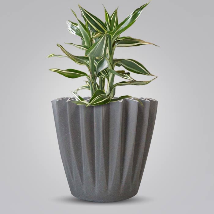 Dracaena Sanderiana Victory Indoor Houseplant in a 13cm Nursery Pot with Grey Pot