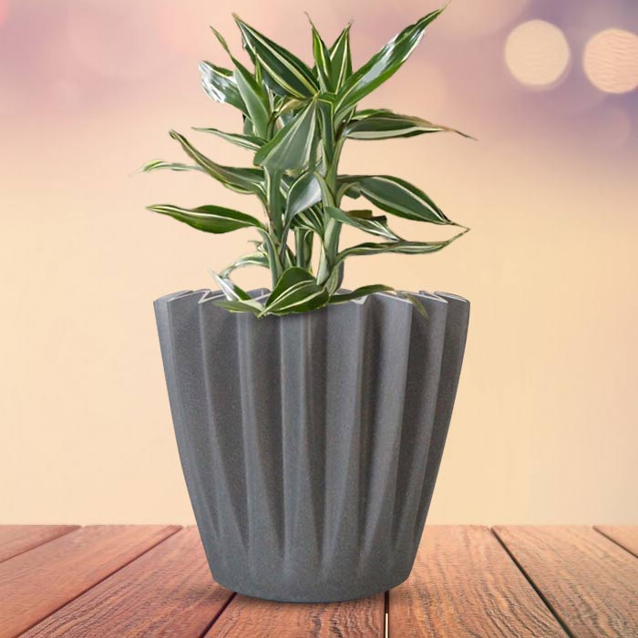 Dracaena Sanderiana Victory Indoor Houseplant in a 13cm Nursery Pot with Grey Pot