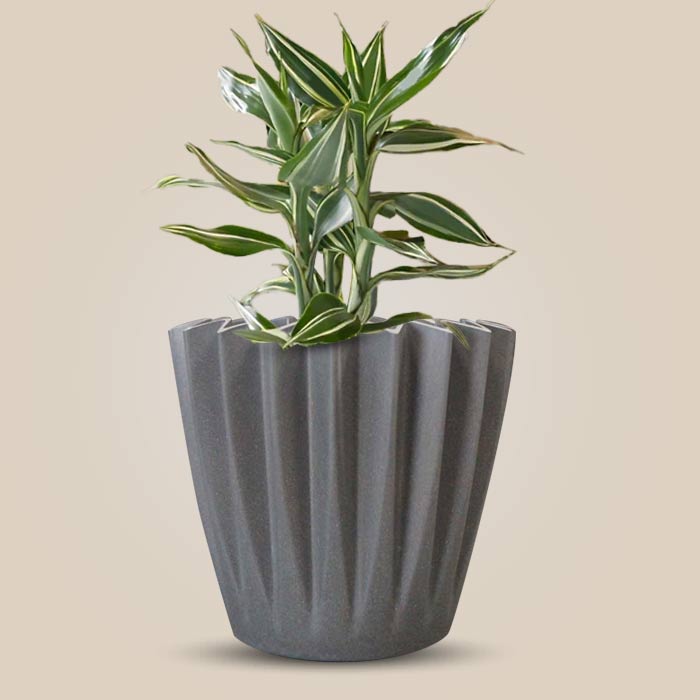 Dracaena Sanderiana Victory Indoor Houseplant in a 13cm Nursery Pot with Grey Pot