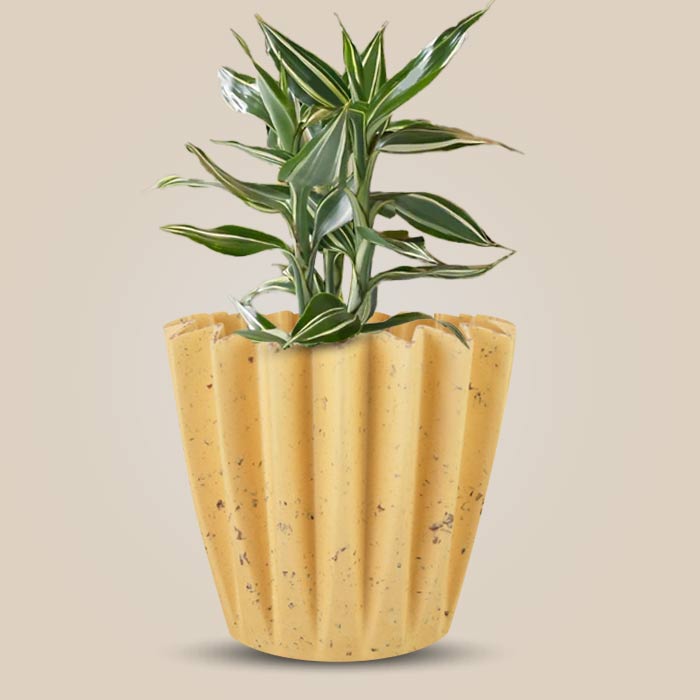 Dracaena Sanderiana Victory Indoor House Plant in a 13cm Nursery Pot with Yellow Plant Pot