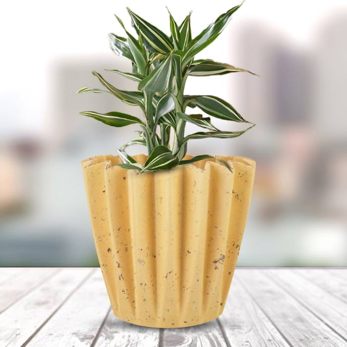 Dracaena Sanderiana Victory Indoor House Plant in a 13cm Nursery Pot with Yellow Plant Pot