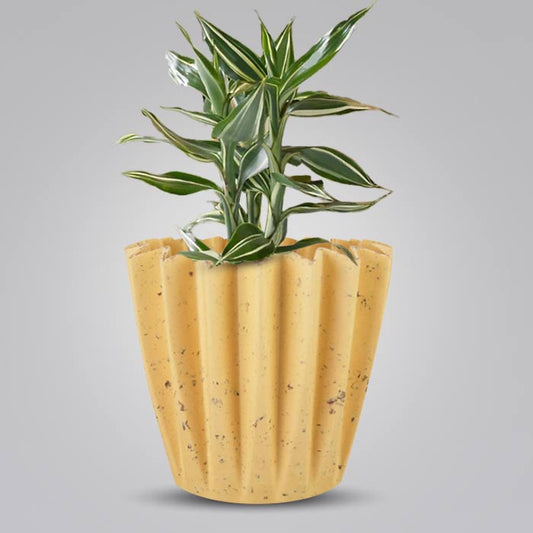 Dracaena Sanderiana Victory Indoor House Plant in a 13cm Nursery Pot with Yellow Plant Pot