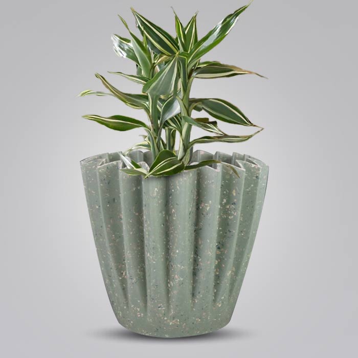 Dracaena Sanderiana Victory Houseplant in a 13cm Nursery Pot with Sage Green Pot