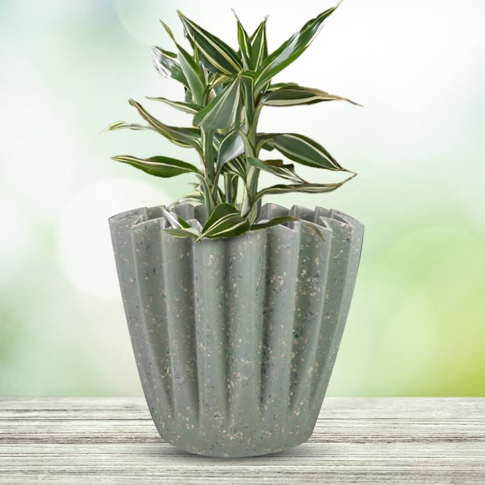 Dracaena Sanderiana Victory Houseplant in a 13cm Nursery Pot with Sage Green Pot