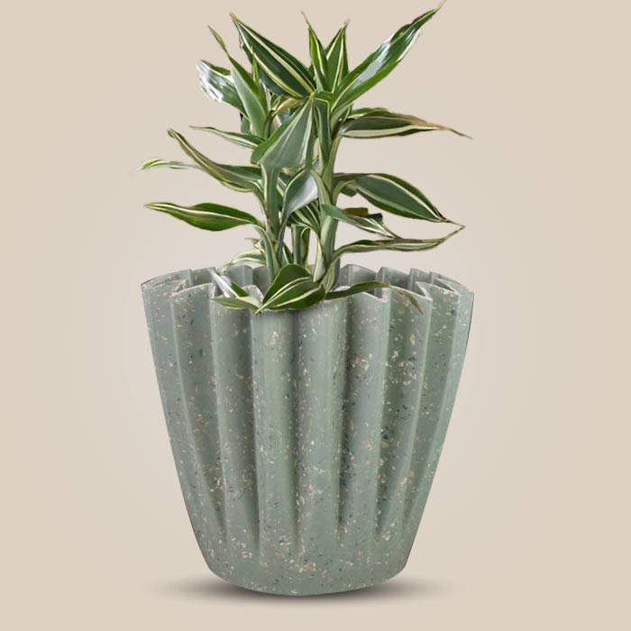 Dracaena Sanderiana Victory Houseplant in a 13cm Nursery Pot with Sage Green Pot