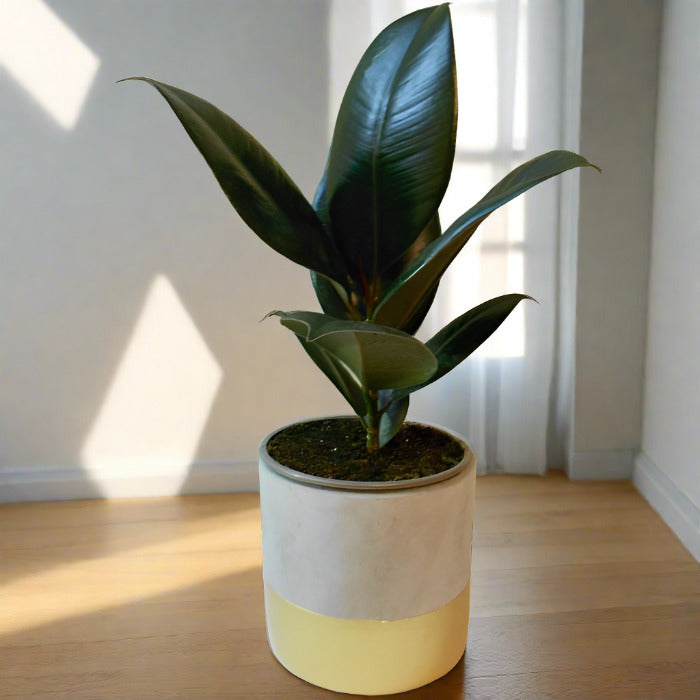 Ficus Elastica Adibijan (Rubber Plant)