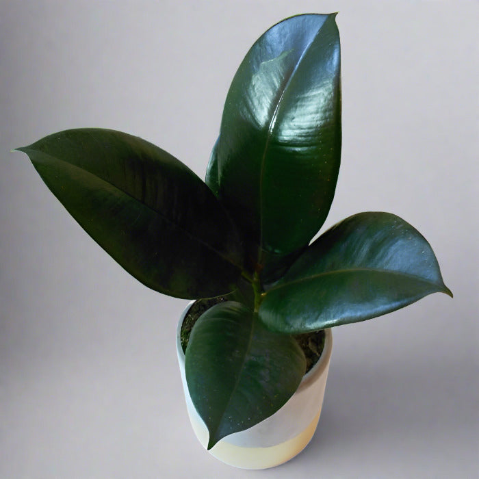 Ficus Elastica Adibijan (Rubber Plant)