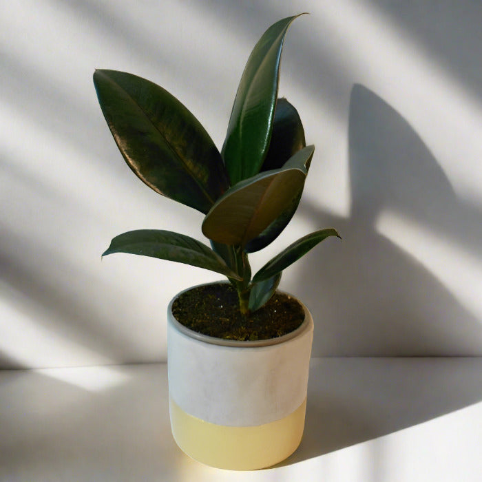 Ficus Elastica Adibijan (Rubber Plant)